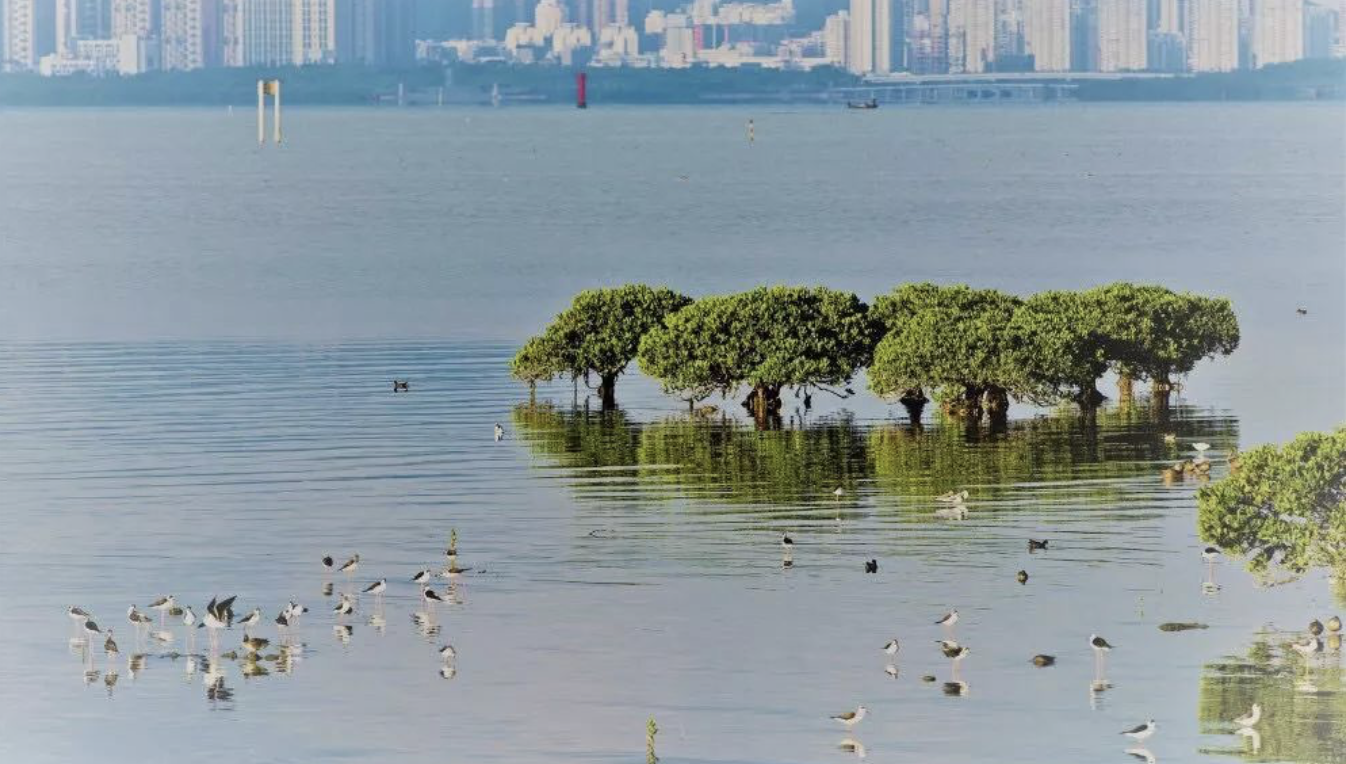 滨海湿地是陆地生态系统与海洋生态系统的交错过渡地带，也是生物多样性最丰富的地方（MCF/图）